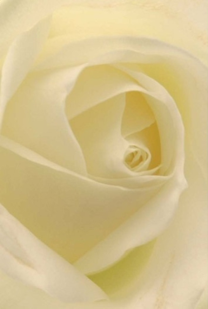 Absorbed in the tranquil beauty of this classic white rose, one is immediately struck by the seamless layering of each petal-a design echoing the calm found in the gardens and leafy streets of Dulwich. The pristine bloom, bathed in soft, natural light, shows off an array of whites and creams subtly shifting in hue with every delicate turn. The composition centres on tranquility and grace, as if the flower itself were illuminated from within by the first rays of sunlight. A skilled Dulwich florist has coaxed every fold into perfect symmetry, creating a spiraled core that radiates purity and gentle resilience. This rose is as fitting for heartfelt apologies and romantic gestures as it is for marking elegant celebrations-a versatile centrepiece that brings quiet sophistication to any setting, from family gatherings near North Dulwich to intimate events at local chapels. Its fragrance is imagined as soothing and pure, capturing the essence of thoughtfulness and natural charm so beloved in the local community. Every nuance, from the expertly placed petals to the play of shadow and light, elevates this simple bloom into a symbol of Dulwich's enduring beauty.